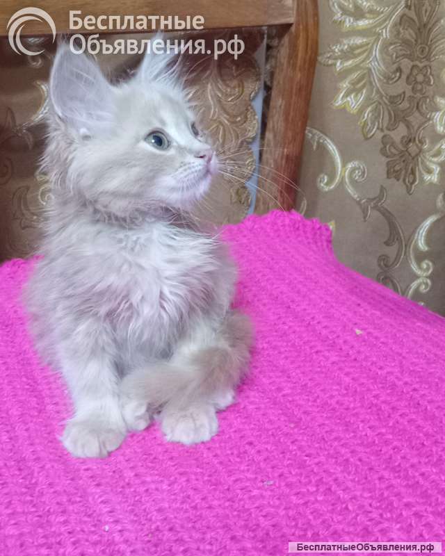 Отдам даром рыжулика