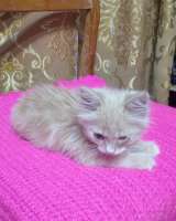 Отдам даром рыжулика