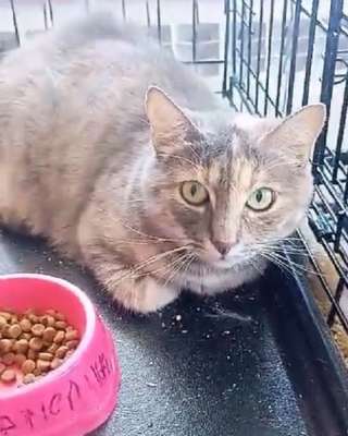 Красивая и умная кошка Карамелька