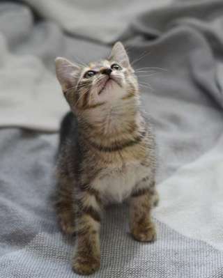 Любознательный котёнок Дымок в добрые руки