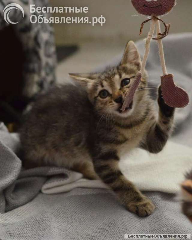 Любознательный котёнок Дымок в добрые руки