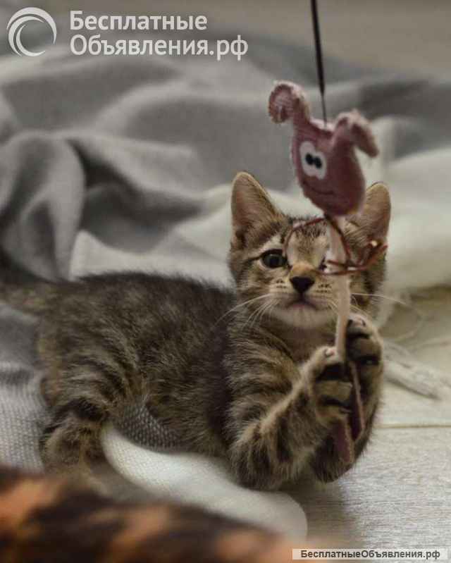 Любознательный котёнок Дымок в добрые руки