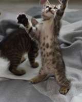 Любознательный котёнок Дымок в добрые руки