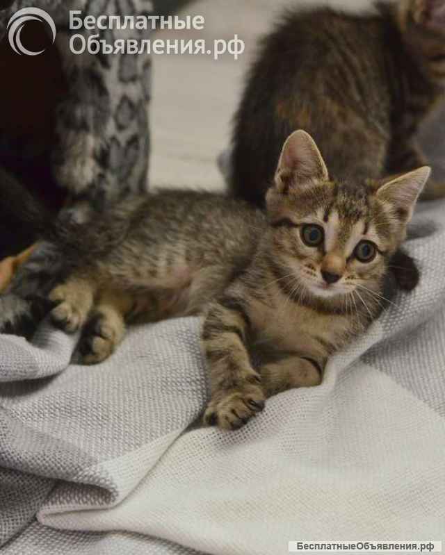 Любознательный котёнок Дымок в добрые руки