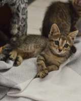 Любознательный котёнок Дымок в добрые руки