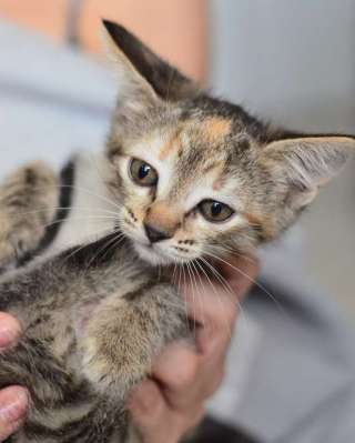 Игривая малышка Бусинка в добрые руки