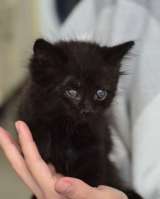 Спокойный котенок Космос в добрые руки