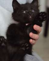 Спокойный котенок Космос в добрые руки