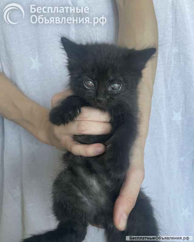 Спокойный котенок Космос в добрые руки