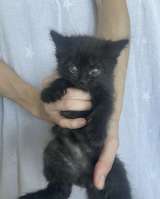 Спокойный котенок Космос в добрые руки