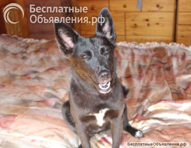 Спасли собачку и ищем ей дом