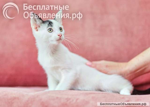 Котята ищут дом
