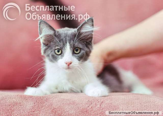 Котята ищут дом