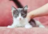Котята ищут дом