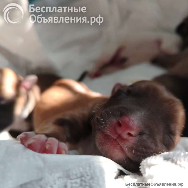 Новорожденные щенки