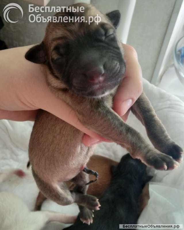 Новорожденные щенки