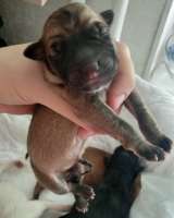 Новорожденные щенки