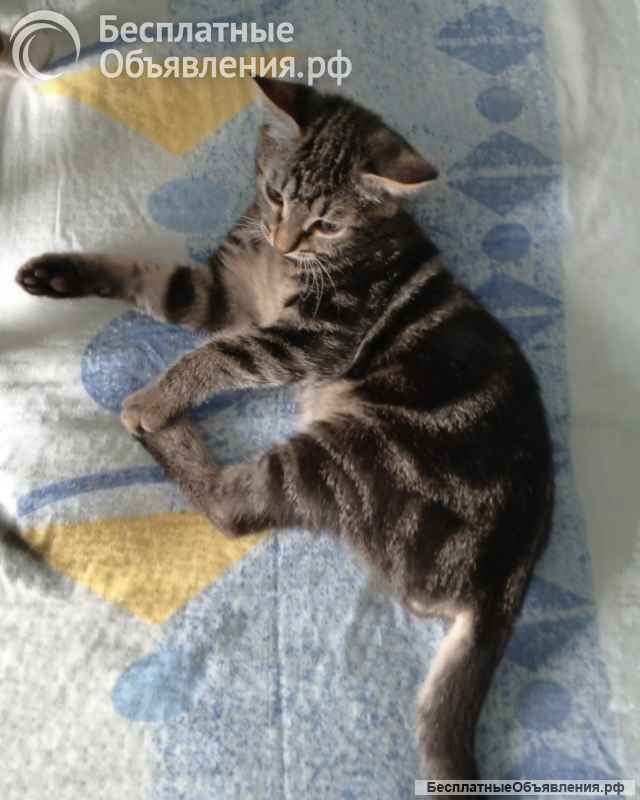 Котенок мальчик
