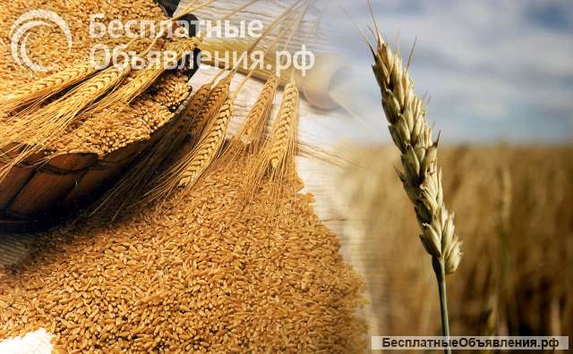 Семена Озимой Пшеницы