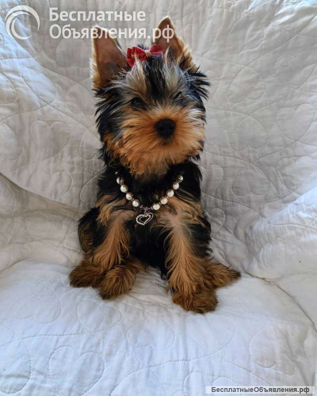 Нежный, любящий дружочек в семью