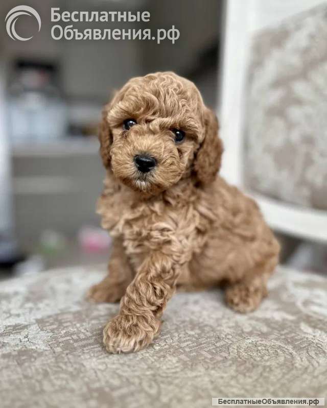 Щенки той пуделя