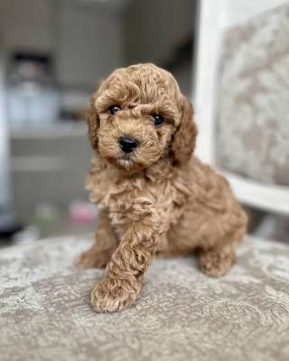 Щенки той пуделя