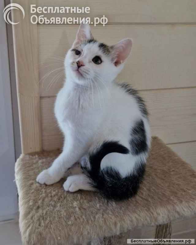 Море обаяния, чудесный домашний котенок Рыся в добрые руки