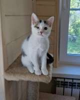 Море обаяния, чудесный домашний котенок Рыся в добрые руки