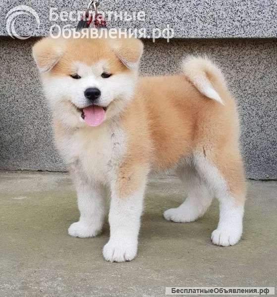 Щенки Акита Ину