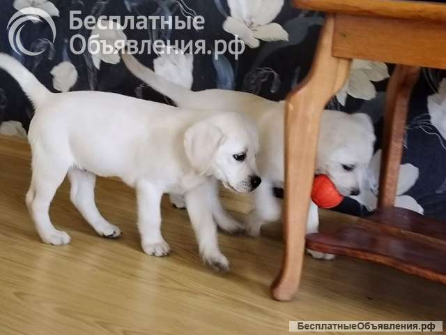 Щенки лабрадора