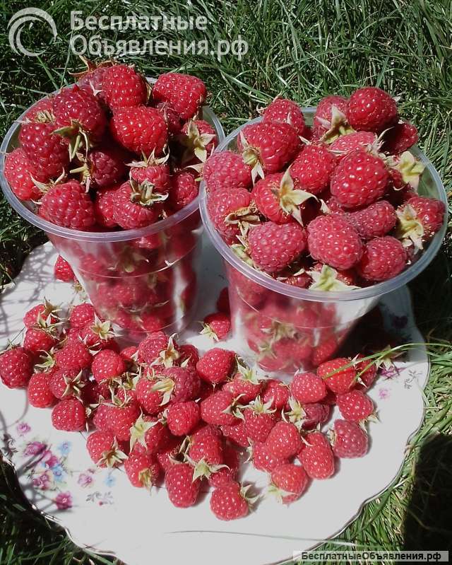 Малина Таганка ягоды