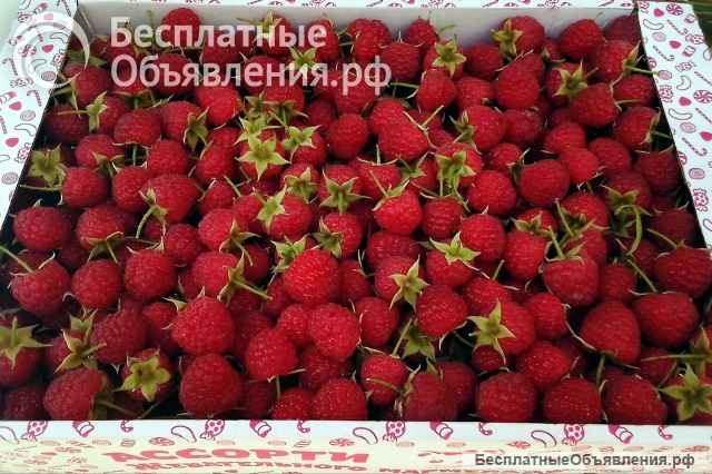 Малина Таганка ягоды