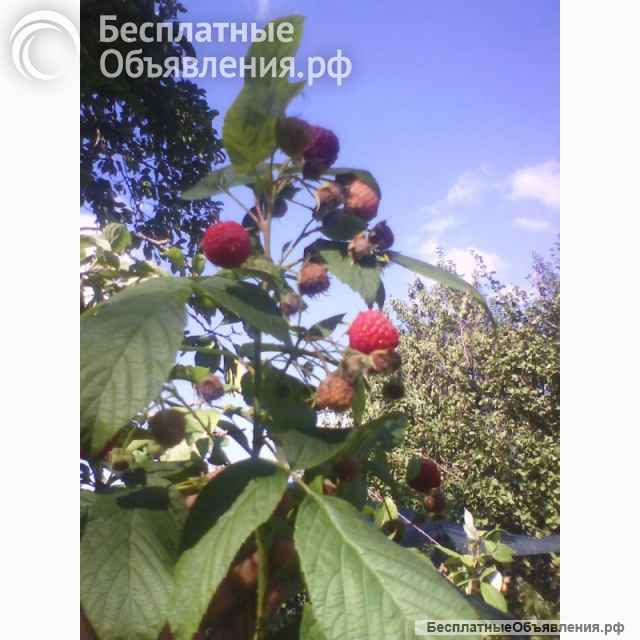 Малина Таганка ягоды