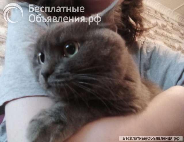 Пропала кошка имя Мура