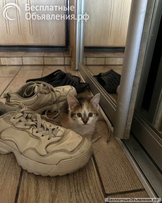 Кошечка в добрые руки