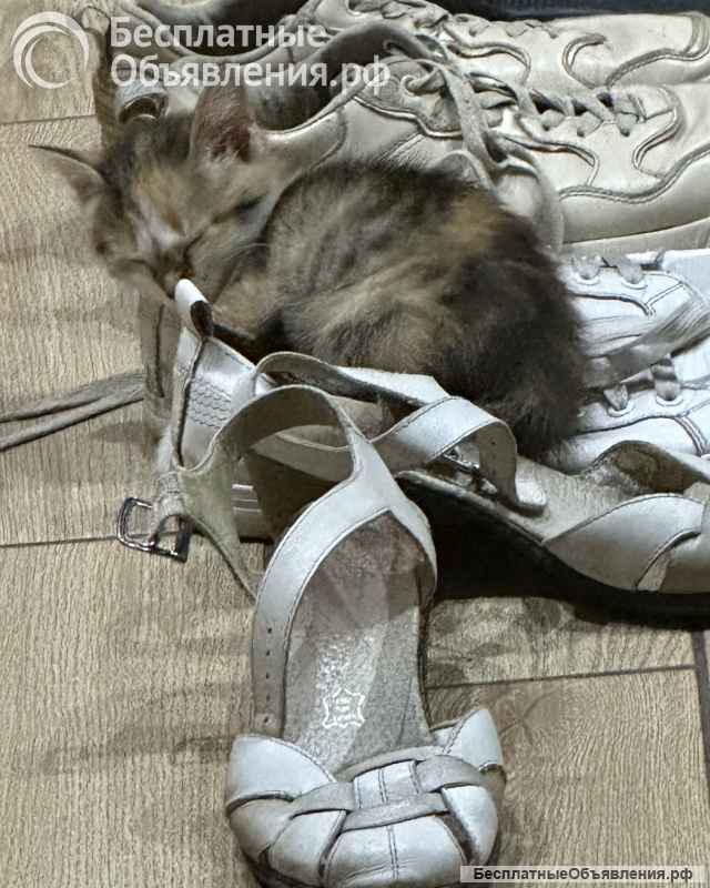 Кошечка в добрые руки