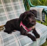 Оливка в поиске дома