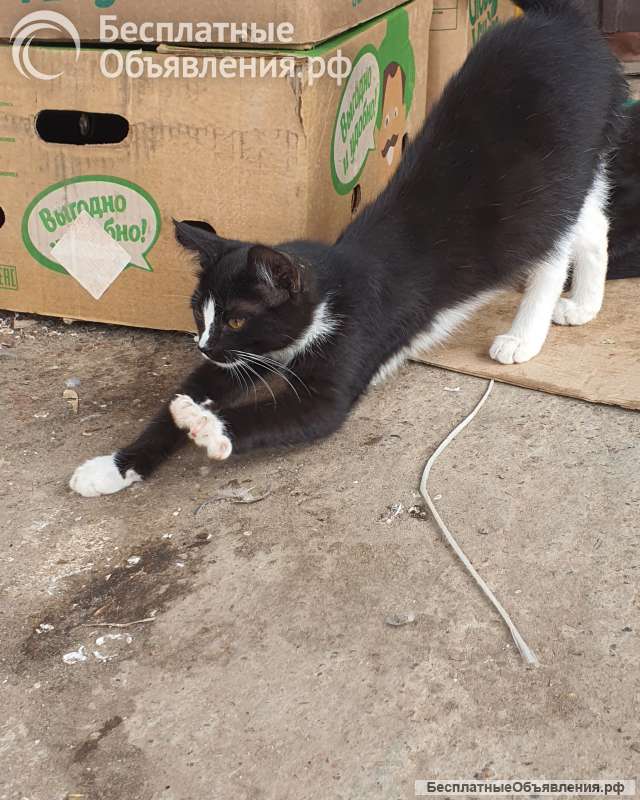 Бездомные котята ищут добрых и заботливых хозяев. Доставим в любой район.