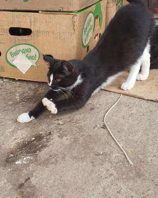 Бездомные котята ищут добрых и заботливых хозяев. Доставим в любой район.