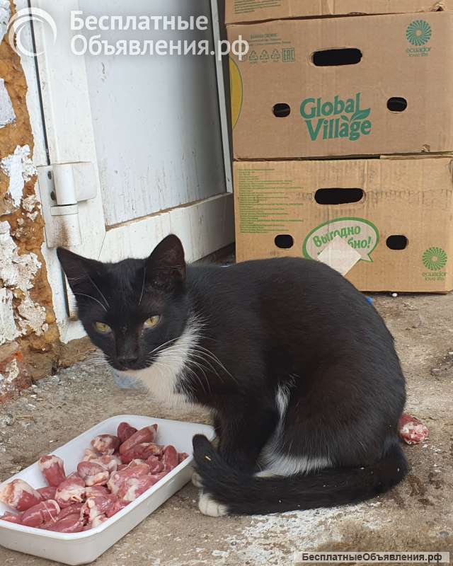 Бездомные котята ищут добрых и заботливых хозяев. Доставим в любой район.