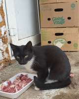 Бездомные котята ищут добрых и заботливых хозяев. Доставим в любой район.