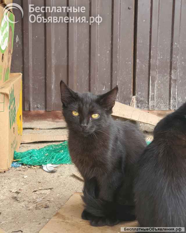 Бездомные котята ищут добрых и заботливых хозяев. Доставим в любой район.