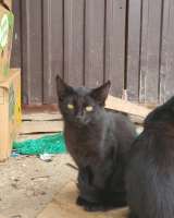 Бездомные котята ищут добрых и заботливых хозяев. Доставим в любой район.