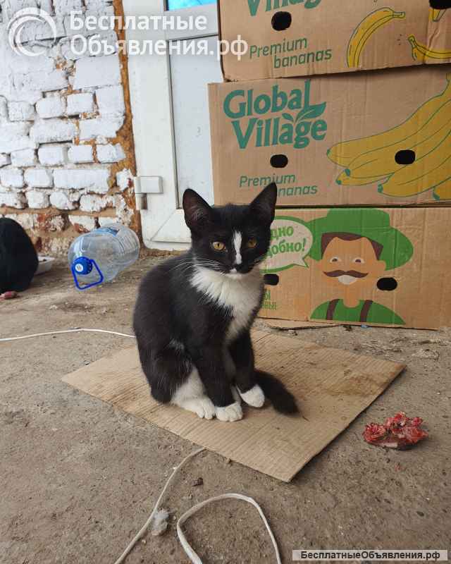 Бездомные котята ищут добрых и заботливых хозяев. Доставим в любой район.