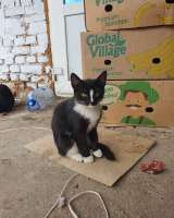 Бездомные котята ищут добрых и заботливых хозяев. Доставим в любой район.