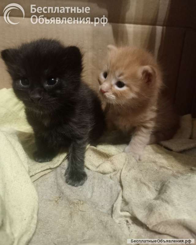 Котята крысоловы