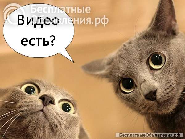 Скупаем оригинальные видео про животных