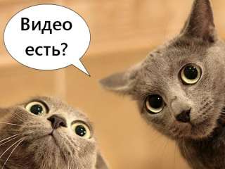 Скупаем оригинальные видео про животных