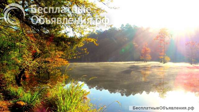 Целитель (энерготерапевт)