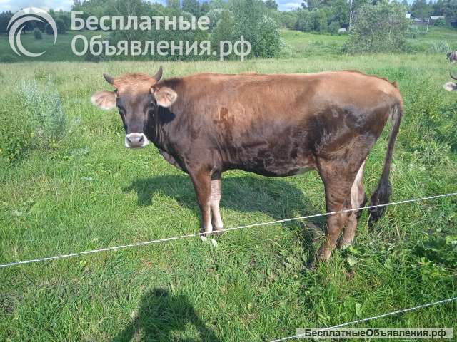 Телку